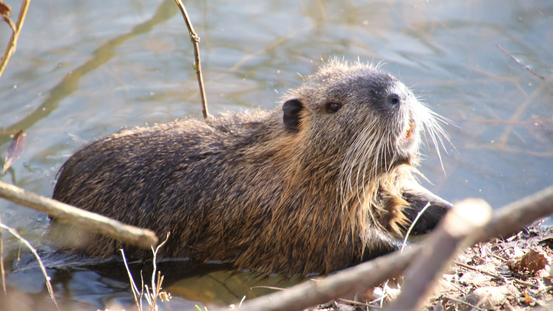 Vaker werk door de bever: aantal uren bestrijding verdubbeld