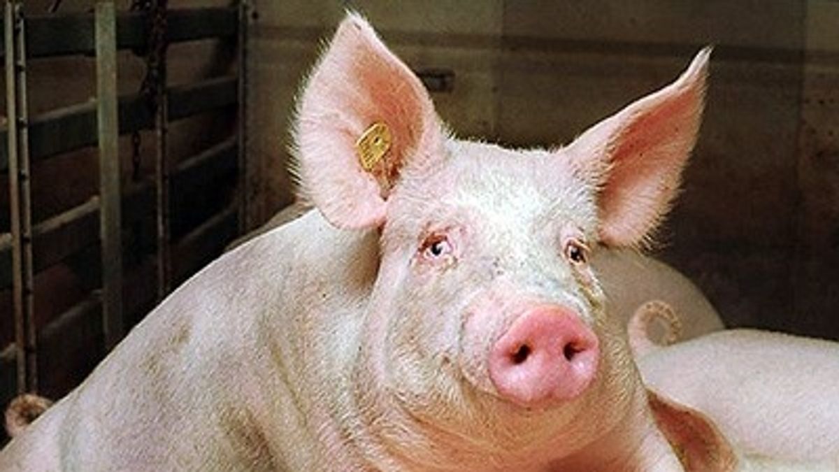 Varkensboer spant kort geding aan tegen gemeente