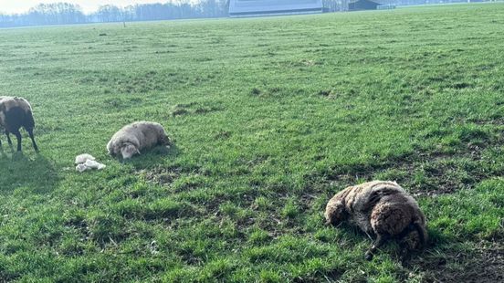 Week na grote aanval slaat wolf opnieuw toe bij Gerrit Jan: 'Nog één schaap over'