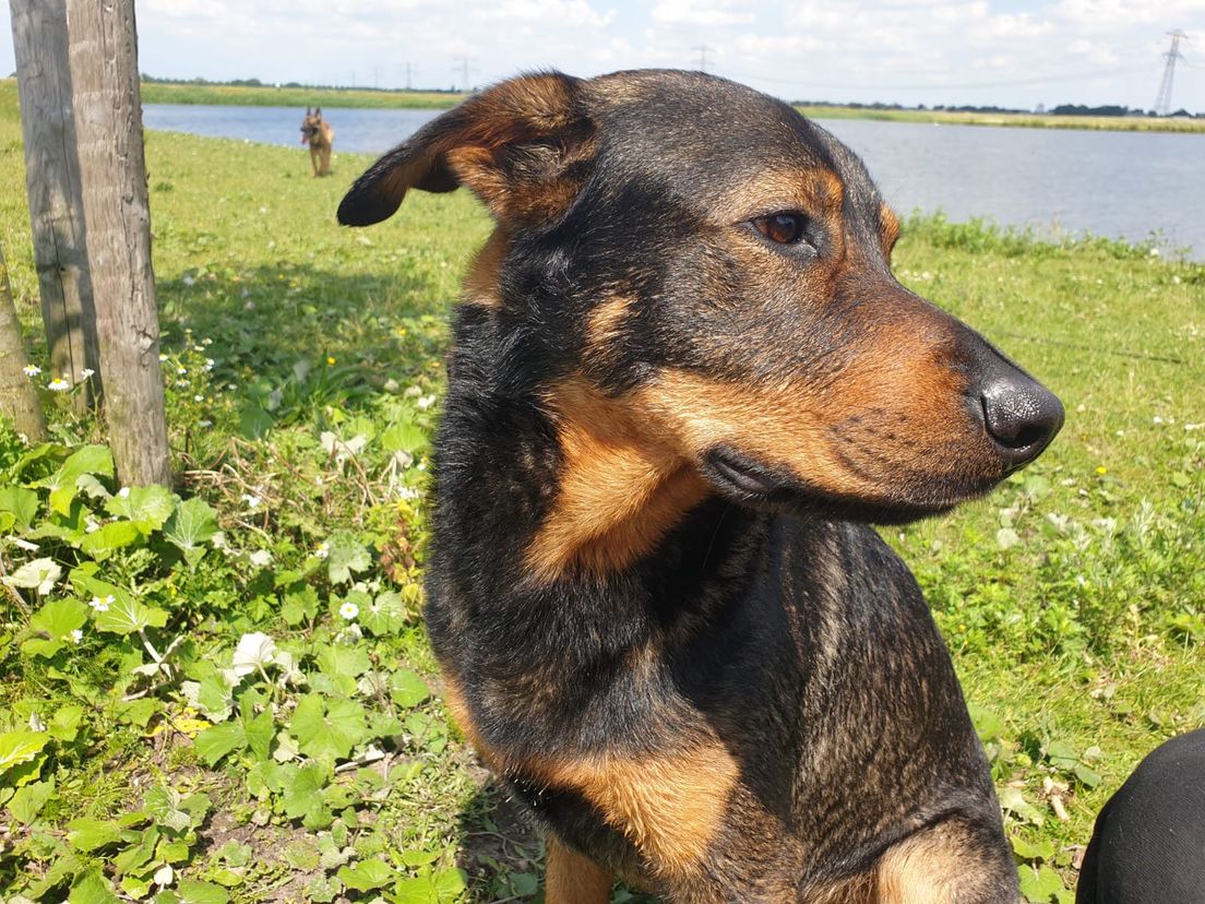 Als er niet snel genoeg geld wordt ingezameld om de operatie van de 3-jarige hond Moos uit Rotterdam te betalen, is het einde verhaal