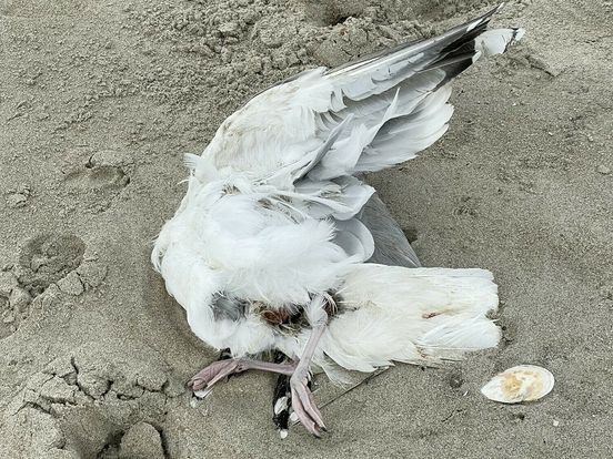Waarschuwing Veerse stranden: meld dode vogels en raak ze niet aan