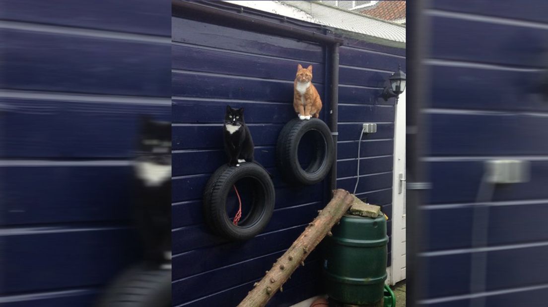 Kattenspullen gezocht voor opvang uit Alphen aan den Rijn