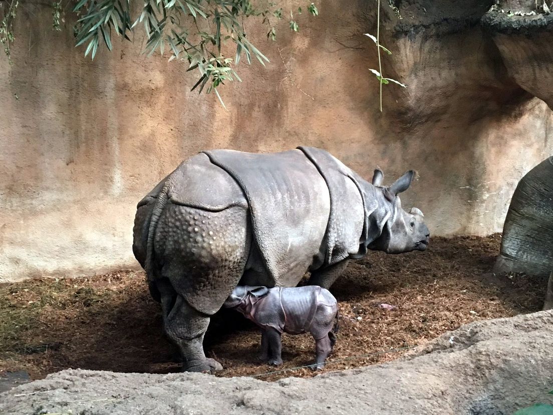 Moeder neushoorn en haar jong