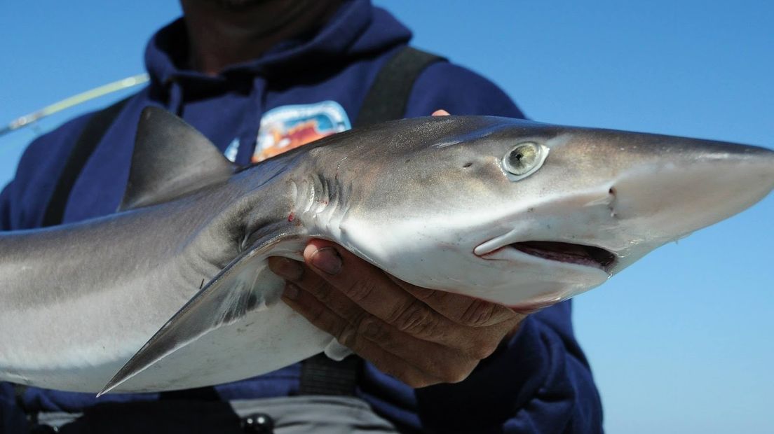 Vissers vangen haaien voor onderzoek (video)