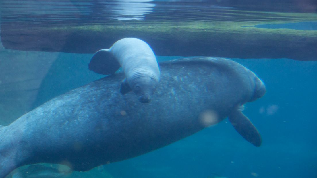 De pasgeboren zeekoe in de Arnhemse dierentuin.