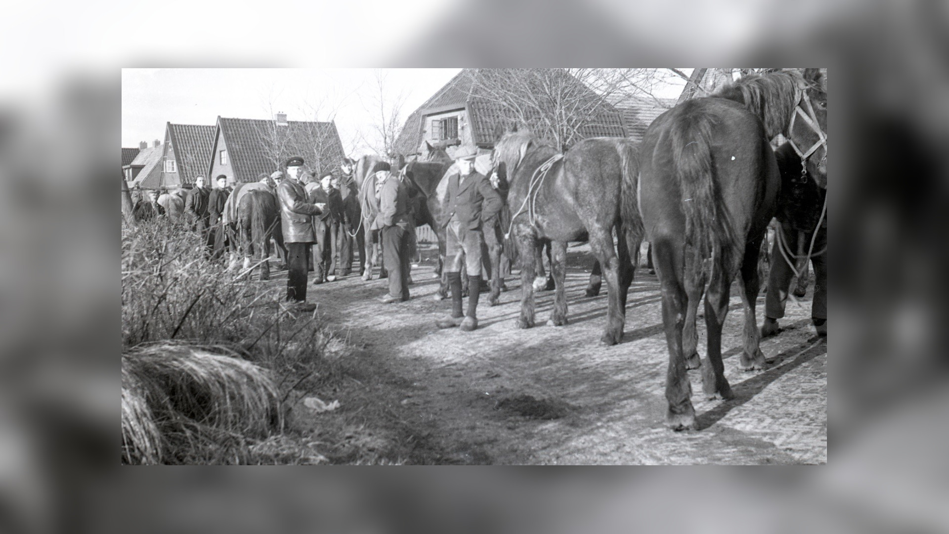 Deze paarden in Gytsjerk zijn door de bezetter gevorderd