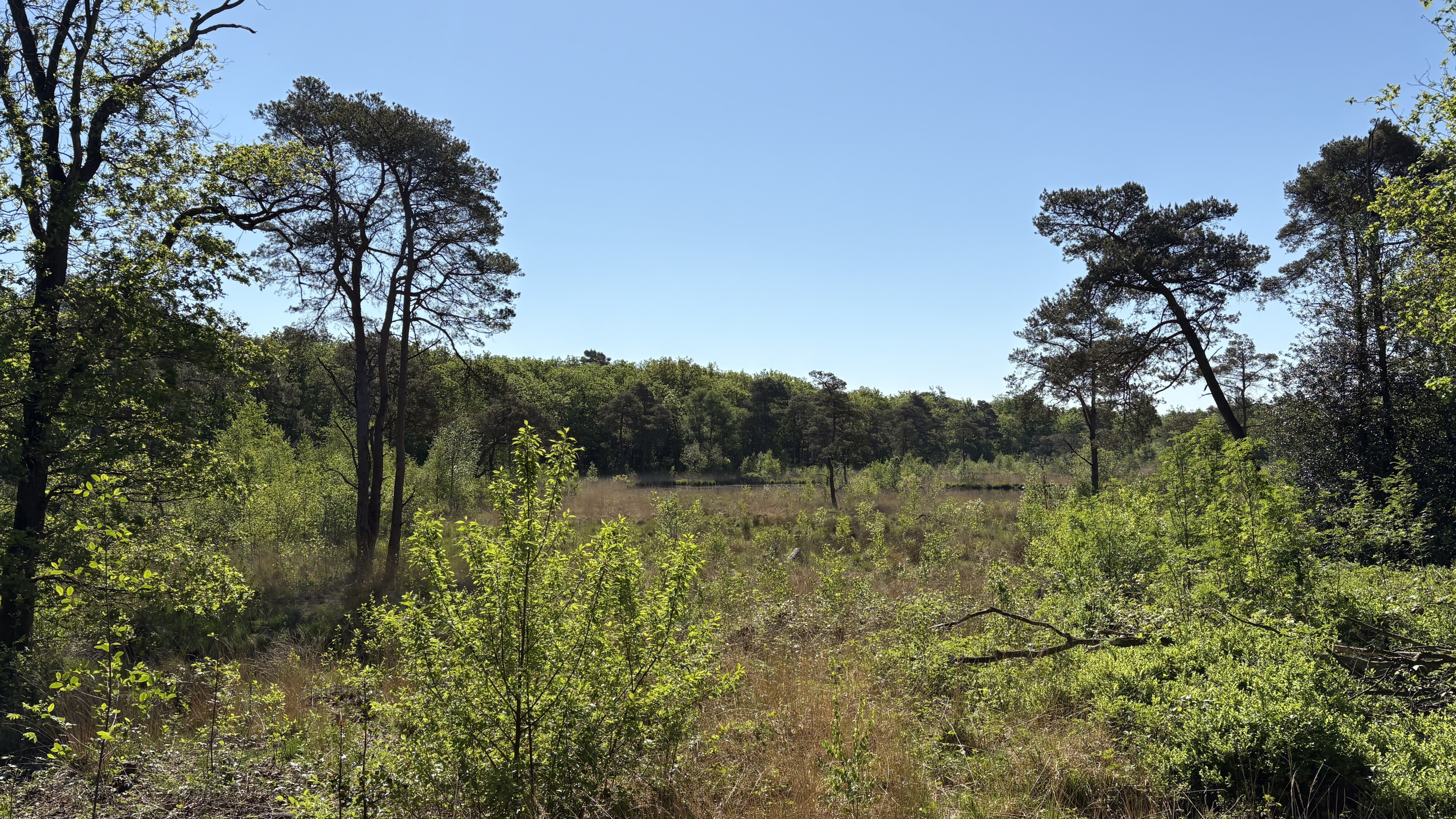 Natuergebiet Diakonievene fan It Fryske Gea