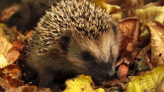 Vreemde gevolgen hoge temperaturen: 'Hooikoorts met kerst is mogelijk'