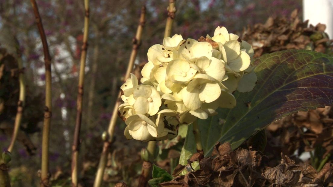 Opnieuw hortensia's kortgeknipt