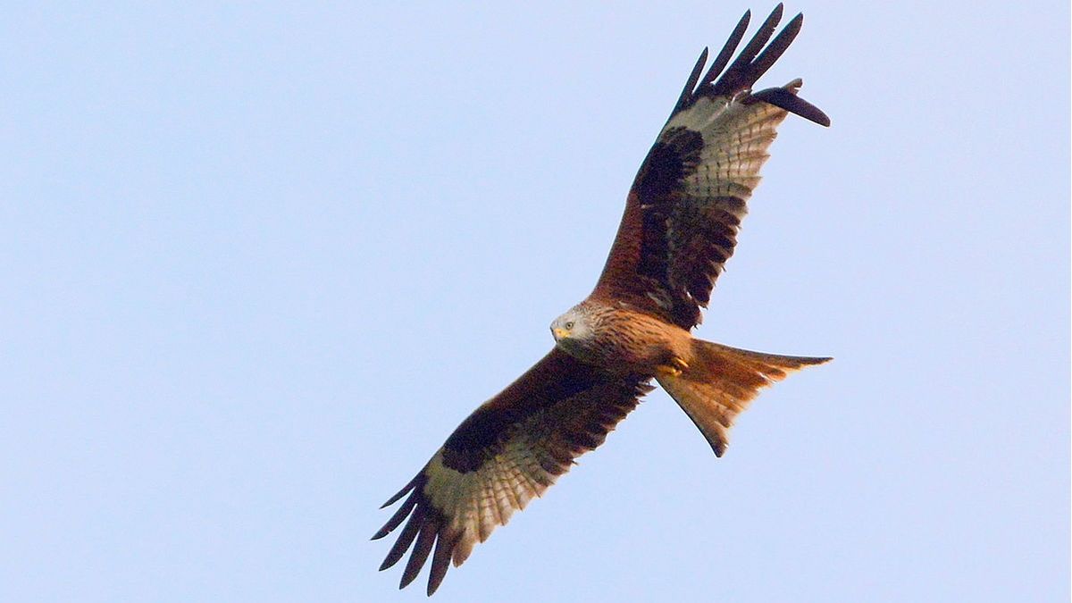 Komt de rode wouw in 2018 terug naar Drenthe?