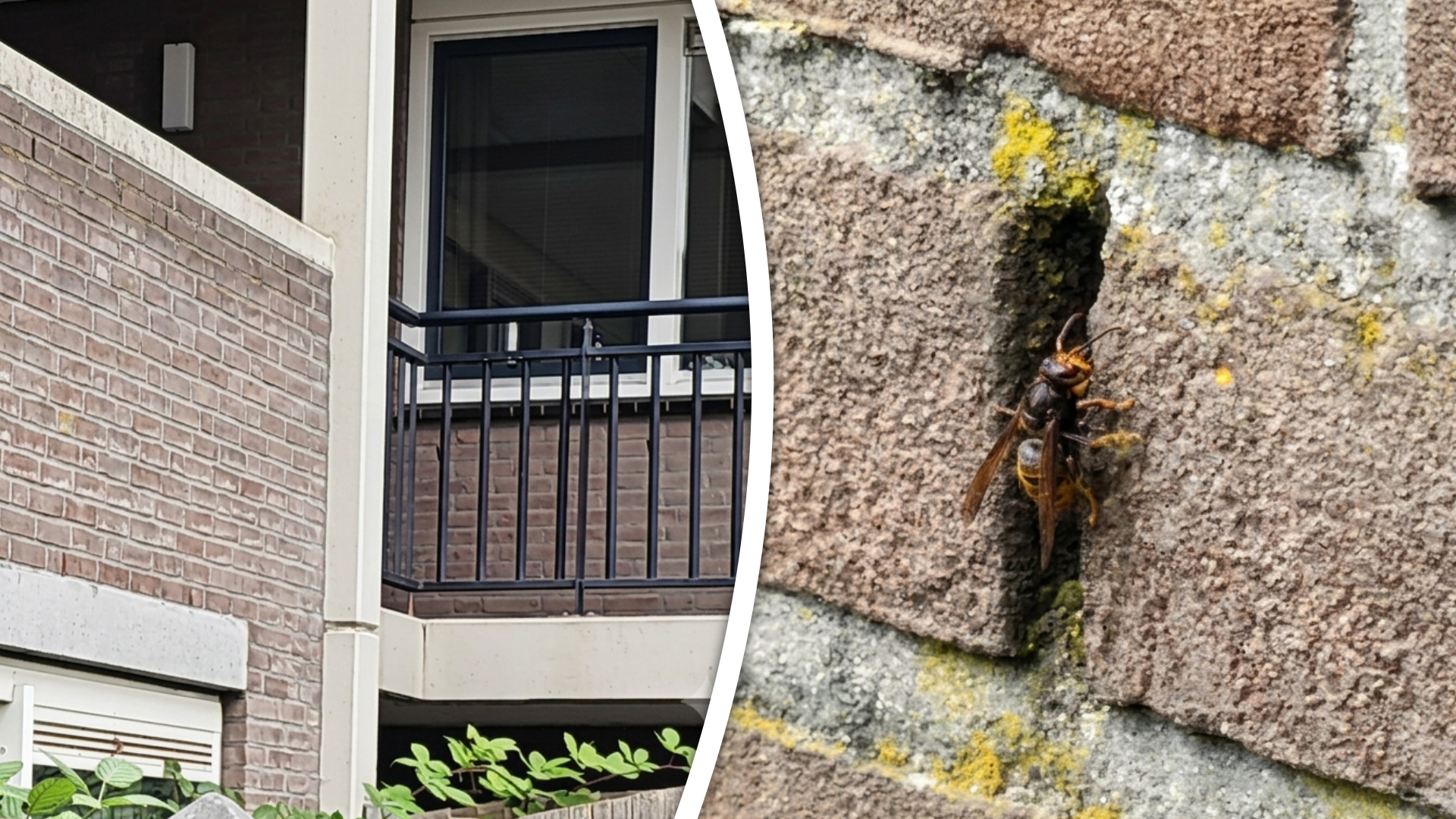 De balustrade aan de Spuistraat waar het nest in zat.