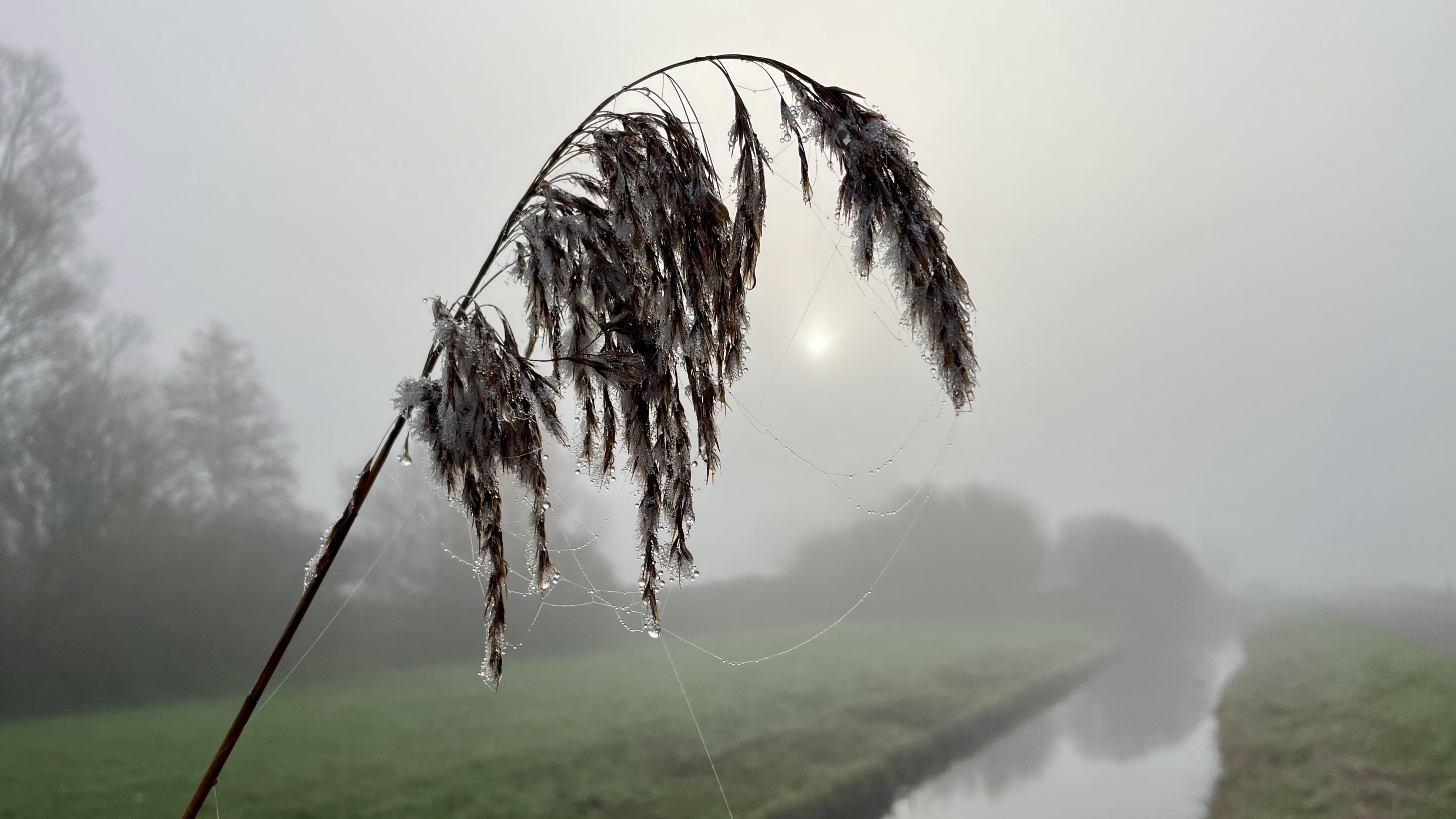 Novimber wie wiet, mar troch utersten yn temperatuer dochs aardich normaal