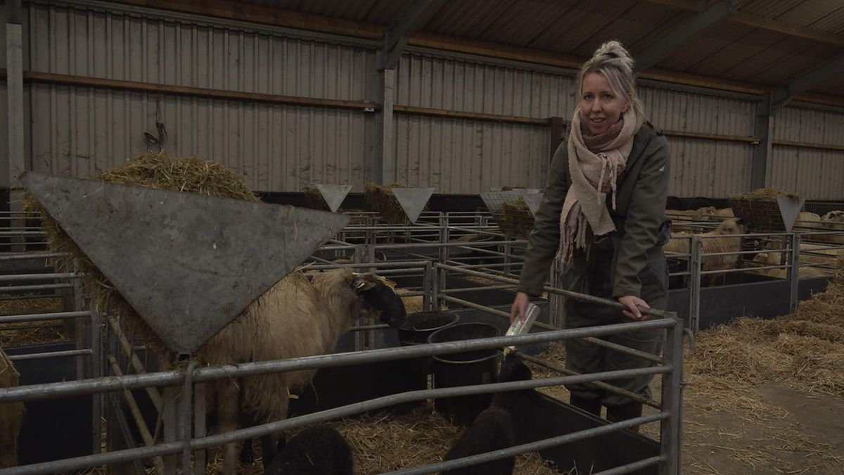VIDEO: Nu al lammetjes in Lippenhuizen