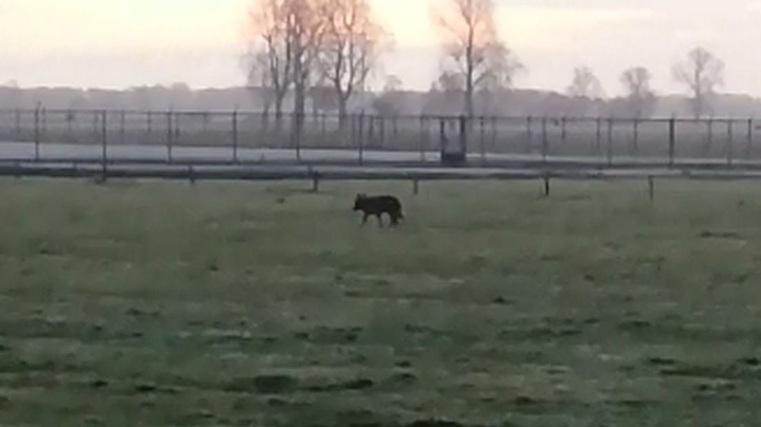 De wolf liep ook door Zuidlaren