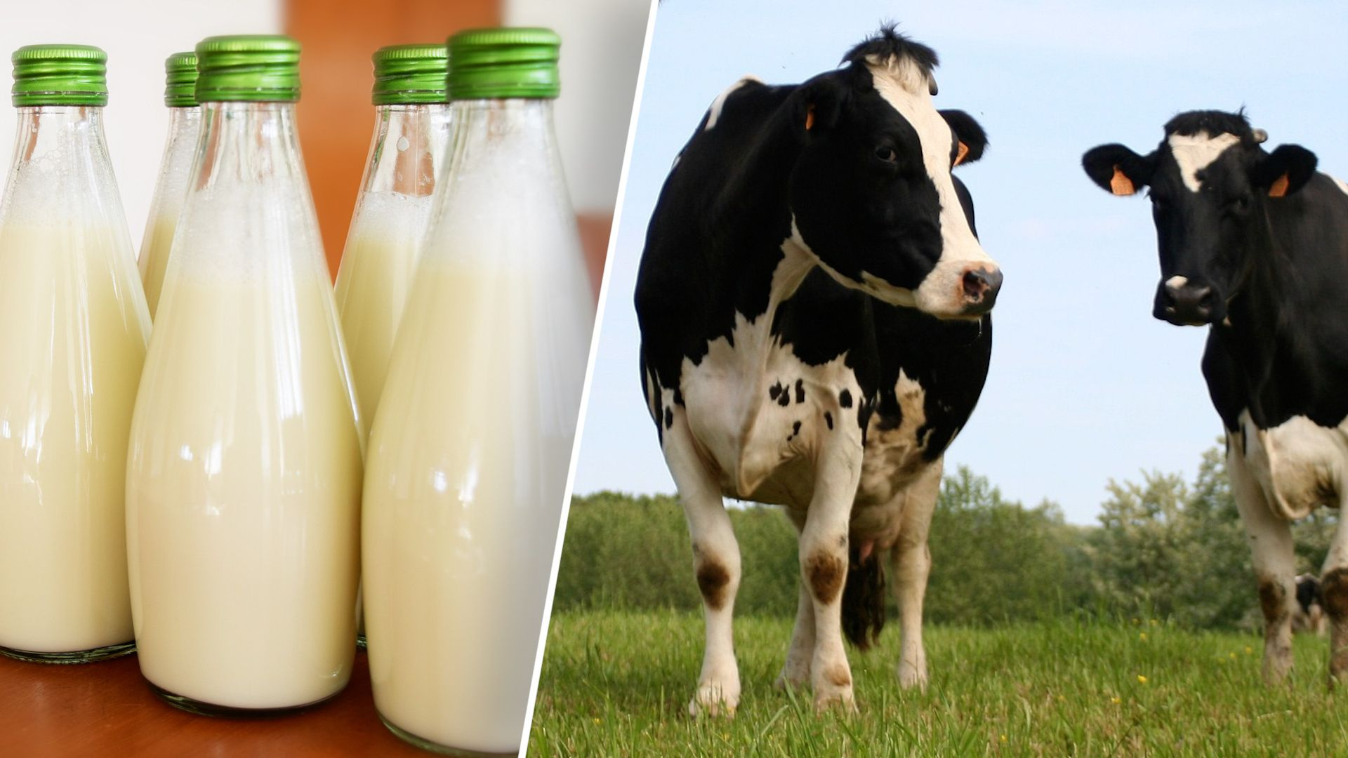 Melktap-boeren: ‘Waarom nóg meer regels voor melkverkoop?’