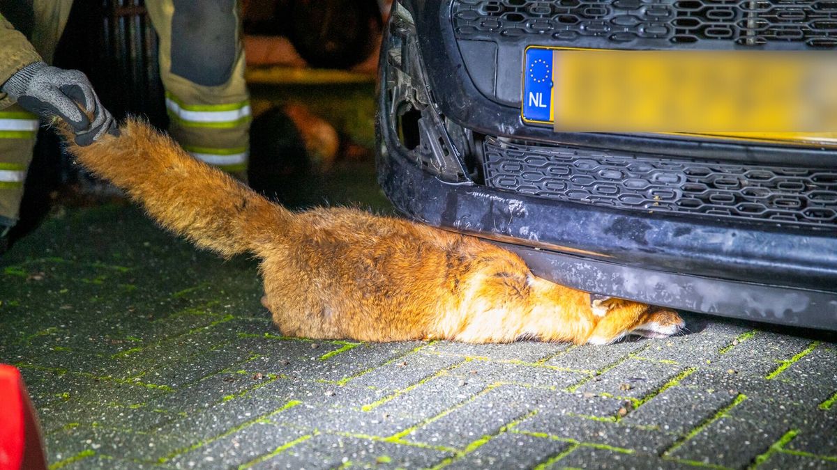 Vos belandt onder motorkap van auto in Hoogersmilde