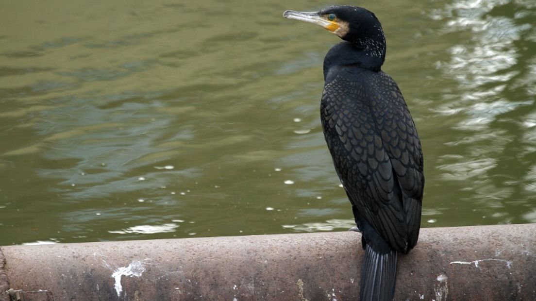 Aalscholvers mogen in Zwartemeer tot 2024 worden afgeschoten (Free Nature Images/Harry van Oosterhout)