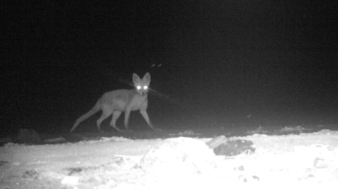 De vos op het broedeiland, betrapt door een camera