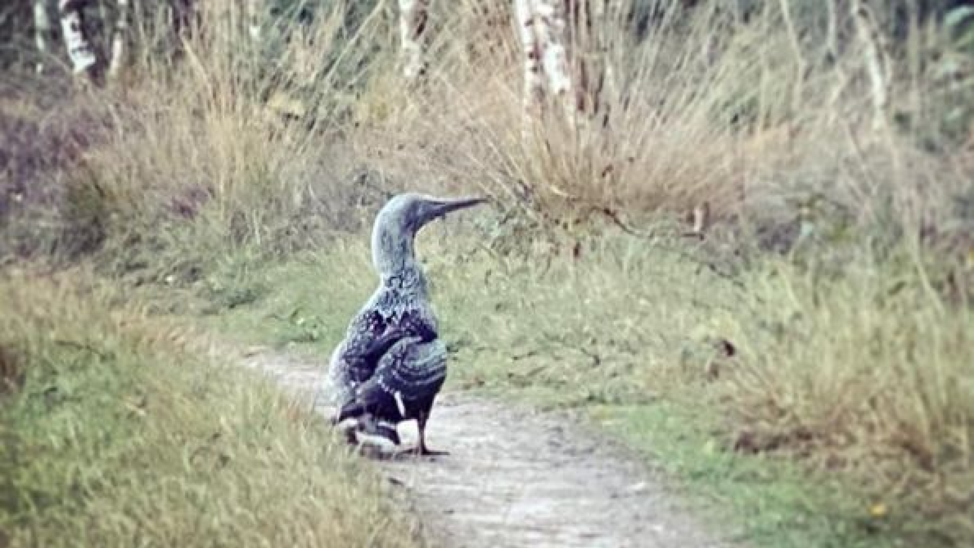 Daphne doet zeldzame vondst op Veluwe