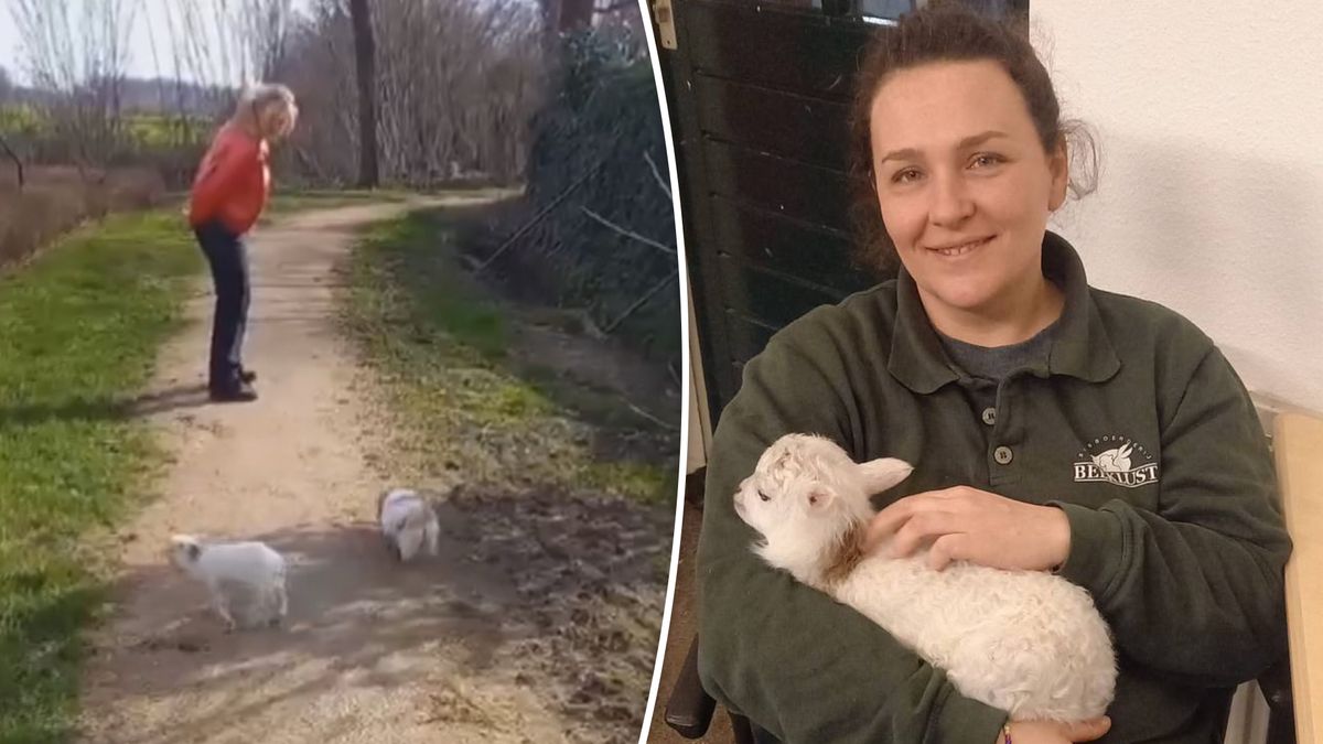 VIDEO | Hoe het moederloze lammetje Toontje door hondje Suus wordt uitgelaten