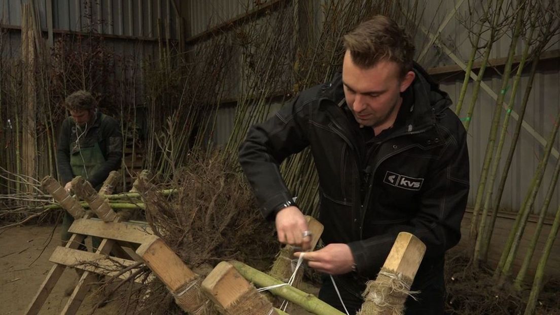 Kelvin van Santen werkt tijdelijk in de boomkwekerij.