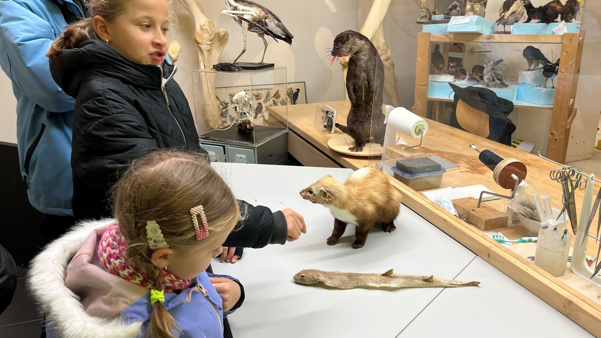 Museumbezoekers bij de opgezette dieren