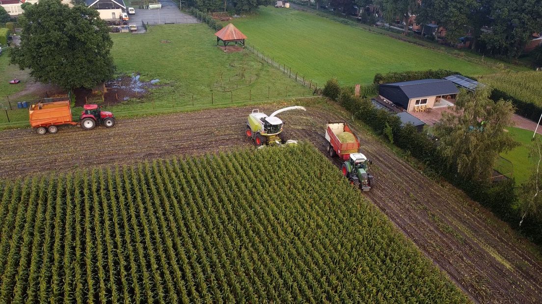De maisoogst is in volle gang