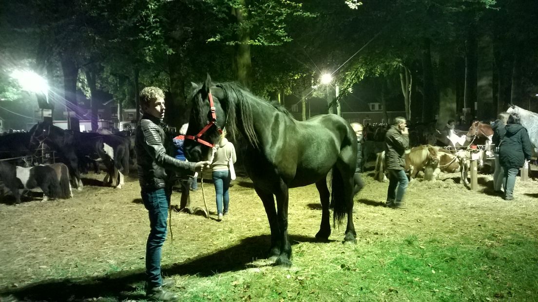 Paarden op de Zuidlaardermarkt (Rechten: Frits Emmelkamp/RTV Drenthe)