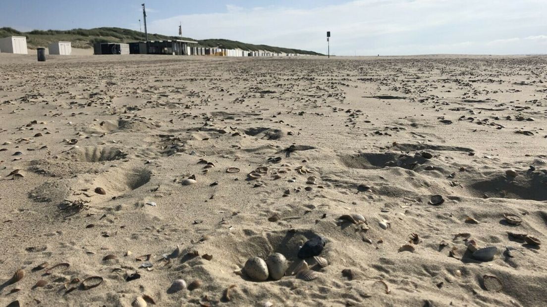 Eitjes van de Bontbekplevier midden op het strand van Oranjezon.