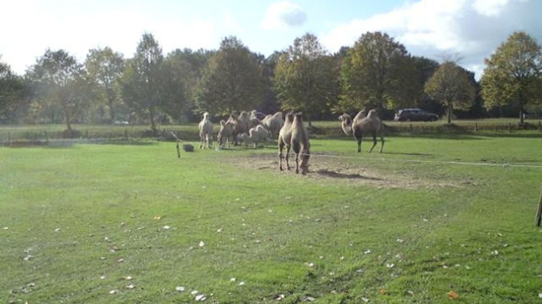 Kamelen langs N34