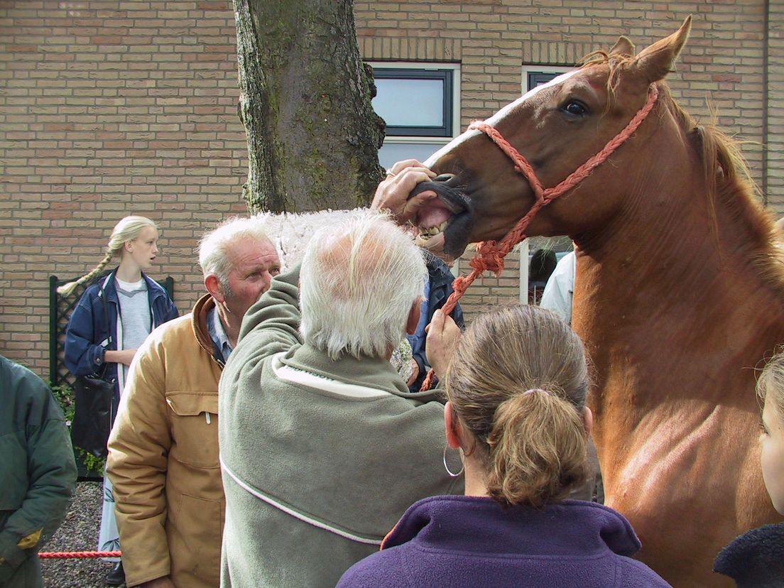 Paardenmarkt Alblasserdam