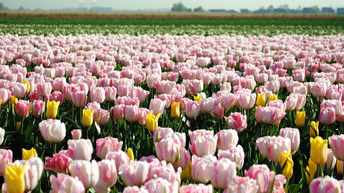 Tulpenveld in Clinge