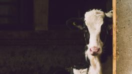 Kalveren en koeien in een dikke laag mest: boer uit Onderdendam krijgt straf voor verwaarlozen koeien