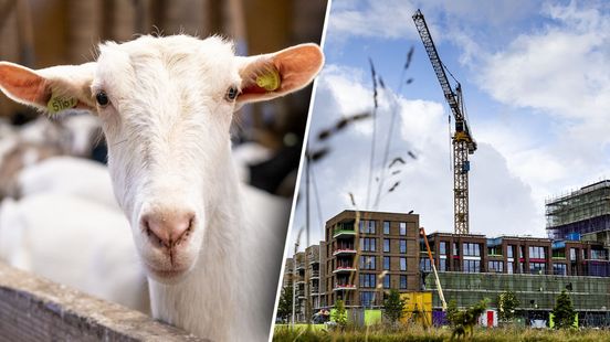 Gemeenten negeerden adviezen: honderden woningen bij geitenhouders gebouwd