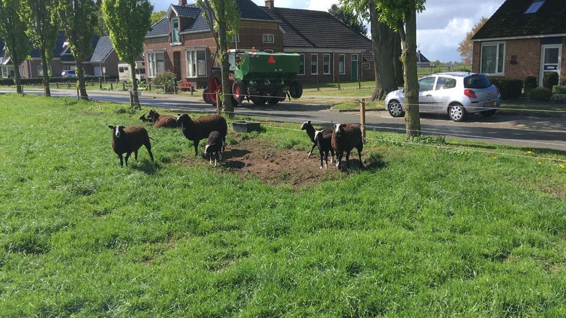 De schapen staan inmiddels weer veilig in de wei