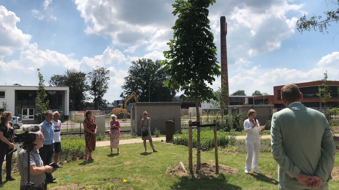 De Anne Frank Vrijheidsboom in Aalten.