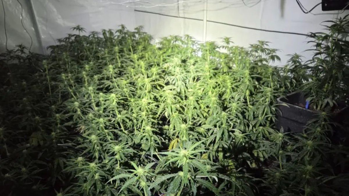 Politie vindt hennepkwekerij onder brug in Vianen