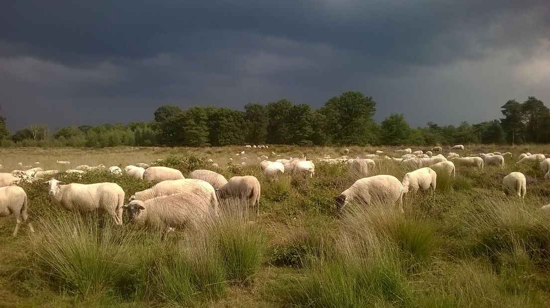 "Straks moeten we een ziek of dood schaap zelf gaan sjouwen"