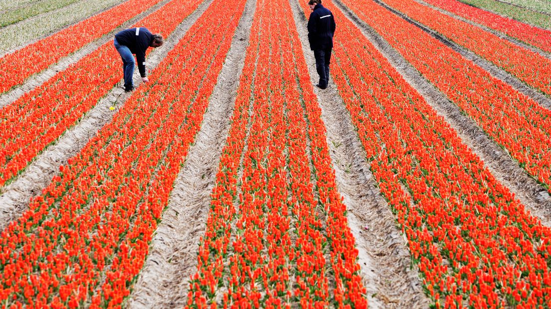 Op 250 meter van bollenvelden werd een veel hogere concentratie gif gemeten (Rechten: ANP/Robin Utrecht)