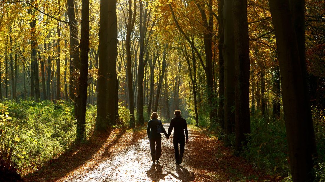 Herfst in het Haagse Bos.