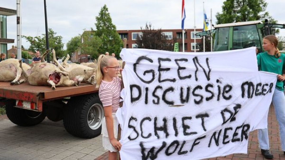 Twintig dode schapen op een kar door het dorp: schapenboeren maken statement tegen wolf
