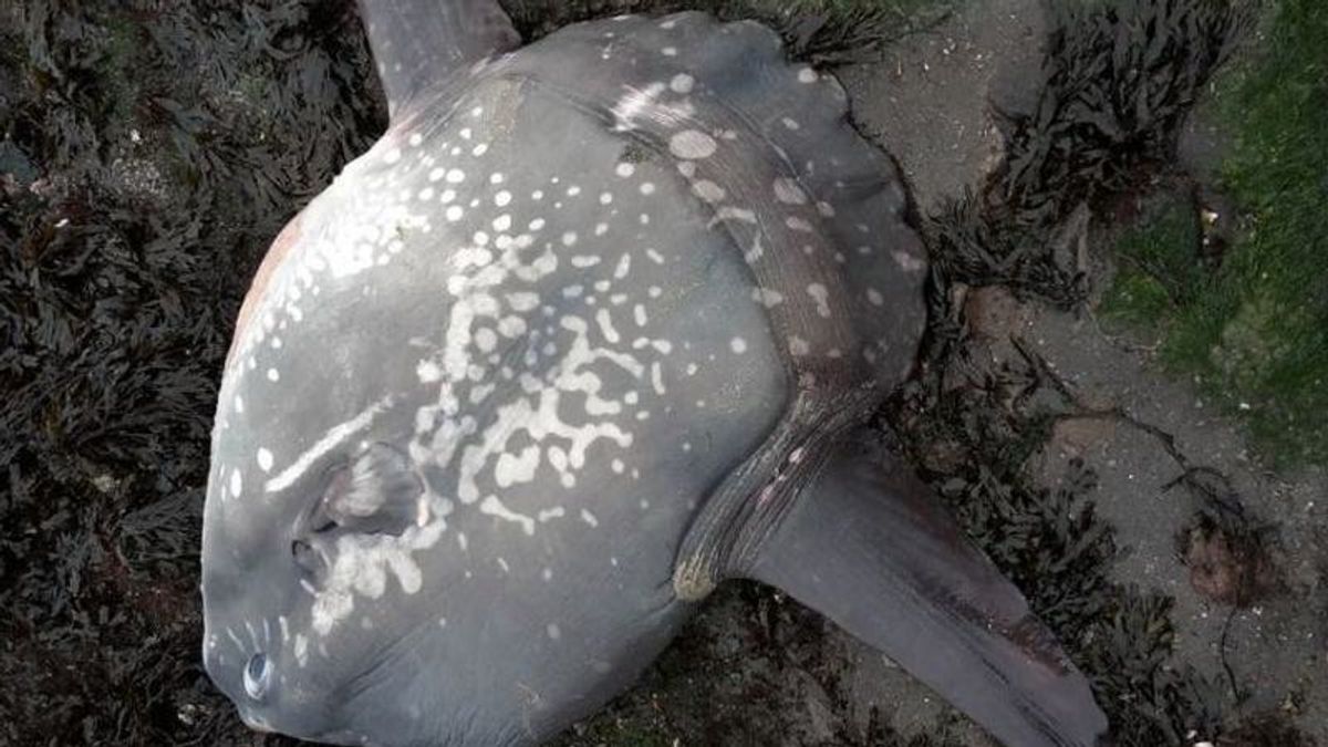 Wandelaars vinden aangespoelde maanvis bij Colijnsplaat
