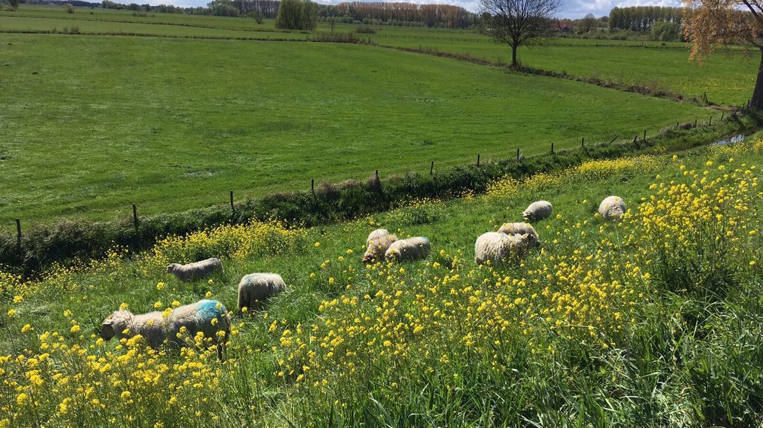 Het heeft de afgelopen tijd aardig gevroren, dus het meeste water is voorzien van een laag ijs. Dat niet iedere laag even dik is, had een schaap in Dodewaard te laat door.