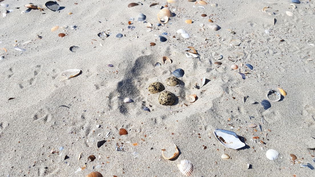 Een nest met eieren van plevieren