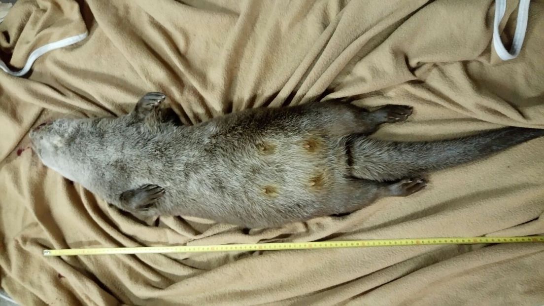 De doodgereden otter die bij Huis ter Heide werd gevonden (Rechten: Christian Middel en Christel Horstman)