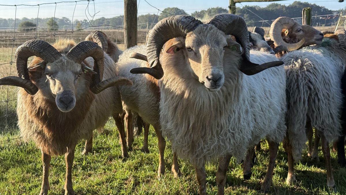 In Ruinen weten de rammen wat hen op dierendag te doen staat