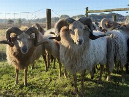 In Ruinen weten de rammen wat hen op dierendag te doen staat