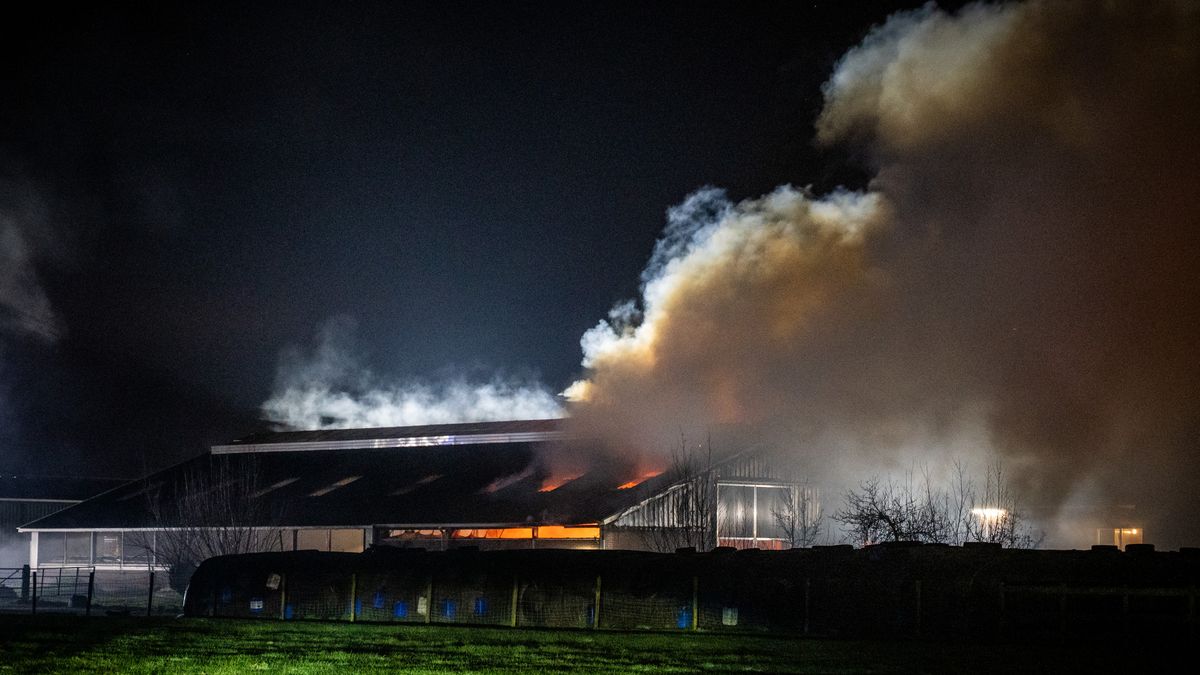 Vier kalfjes overleden bij grote brand in stal, koeien uit sloot gehaald