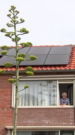 42-jarige agave bloeit ineens