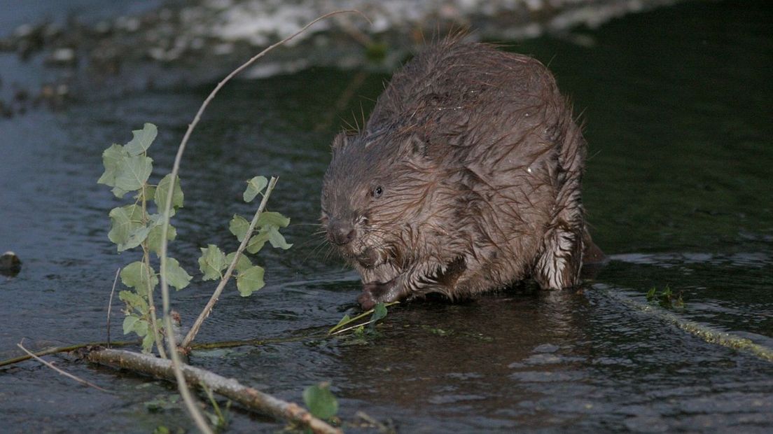 Een bever